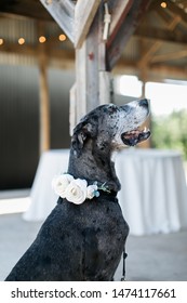 Dog At Wedding With Flowers On Collar, Dog Ring Bearer