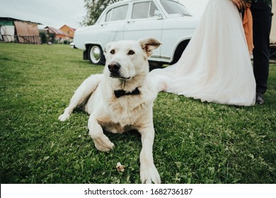 Dog At A Wedding With A Tie