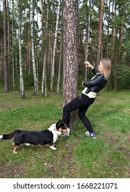 Dog Welsh Corgi Cardigan Confused Their Owner Around The Tree