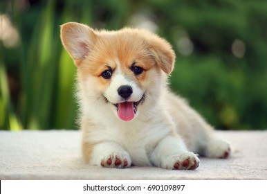 Dog welsh corgi pembroke puppy smile 