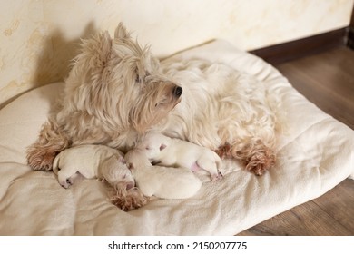 Dog West Highland White Terrier  mom feeds his newborn puppies with milk