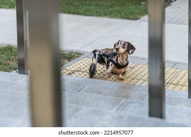 The Dog In The Wheelchair Is Going Up The Stairs