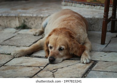 A Dog Which Golden Slept On The Floor Beacuse Wheather Is Too Hot