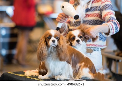 Dogs Being Groomed Stock Photos Images Photography Shutterstock