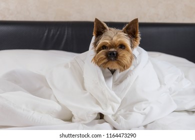 A dog in a white blanket in bed, a Yorkshire terrier - Shutterstock ID 1164473290