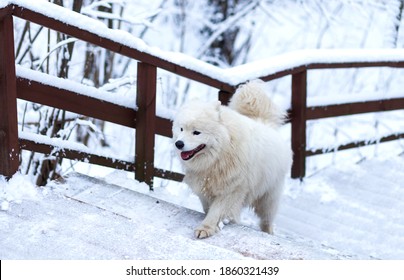 
dog white samoyed climbs the snowy stairs in winter