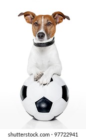 Dog With A White Soccer Ball