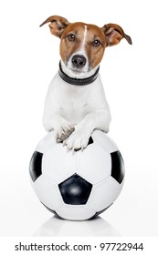 Dog With A White Soccer Ball