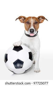 Dog With A White Soccer Ball