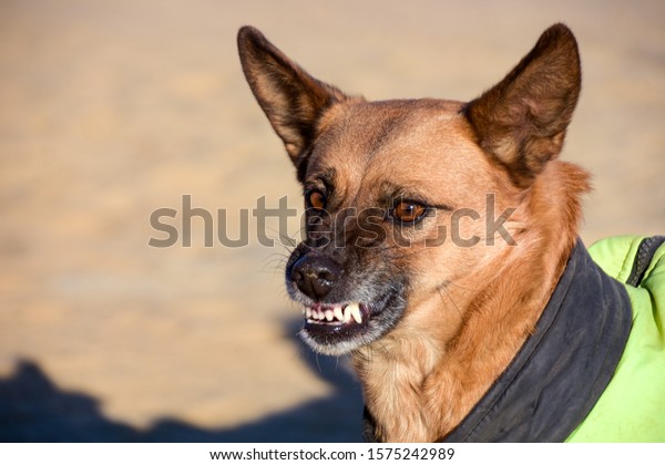 動物がニヤニヤ笑う犬 怒りと裸の牙 の写真素材 今すぐ編集