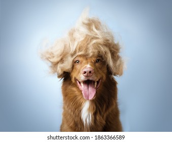 Dog in a wig made of it's own undercoat, smiling portrait on a blue background. Shedding season. 