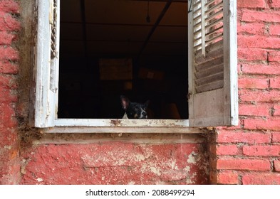 a dog in the window