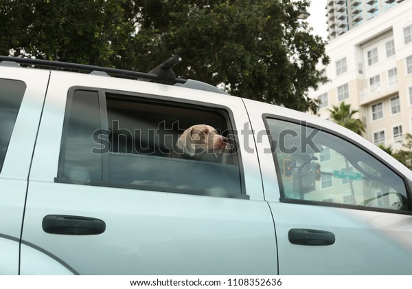 Dog in the\
window