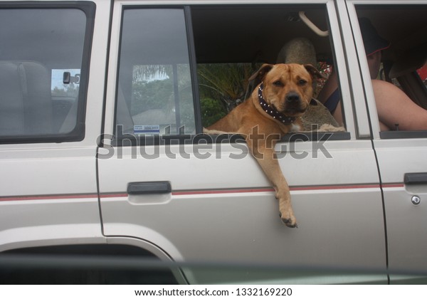 Dog at the\
window