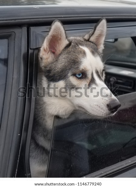 Dog  in the window of the\
car. 