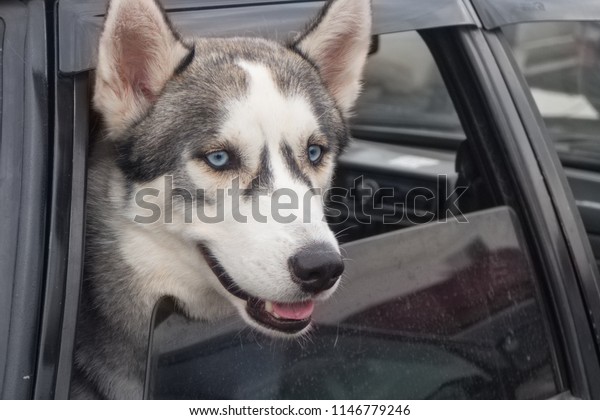 Dog  in the window of the\
car. 