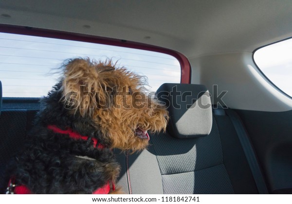 DOG WINDOW
CAR