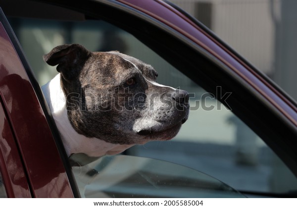 Dog in the window of a\
car