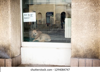 Dog In Window With Funny Sign 'bitte Nicht Klopfen' (Do Not Knock) In Vienna, Austria