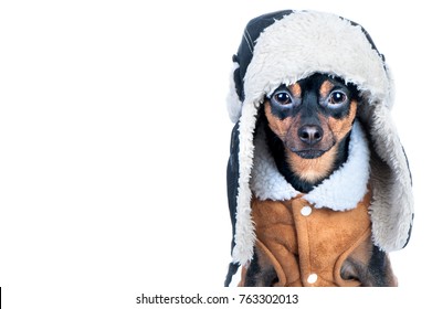 Dog In  Winter Clothes Isolated, Space For Text. That Terrier In A Hat With A Fur Hat And A Sheepskin Coat. Winter Theme, Cold, Dog Clothes, Christmas, New Year, Dog Year