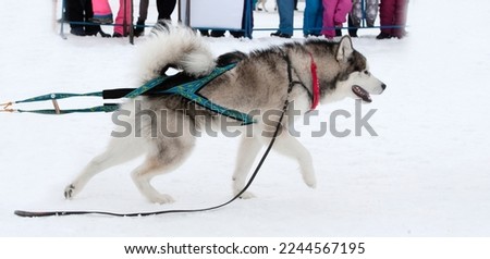 The dog in the winter competitions Weight pulling