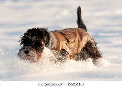 Dog In Winter Jacket Runs On Snow