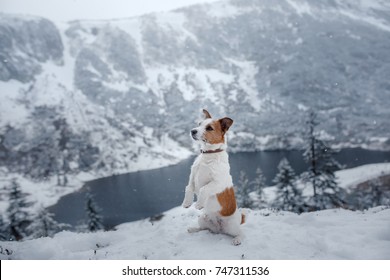 A Dog In The Winter In The Mountains