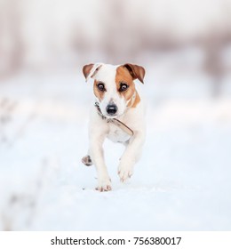Swinging patio door weatherstripping Jack russell licks cement