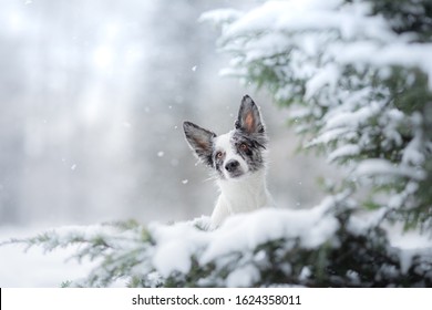 Dog In The Winter In The Snow. Portrait Of A Border Collie By The Christmas Tree. Pet Walk.