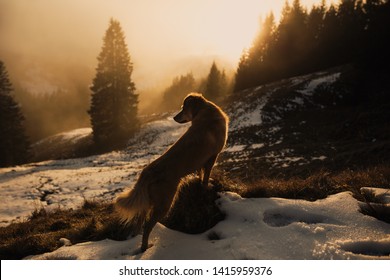 Dog In Winter At Sunset In The Mountains. Dogs That Hike. Hiking With Dogs. Adventure Dogs. Silhouette