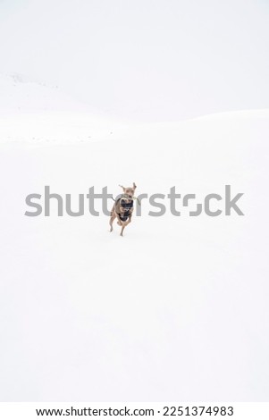 Image, Stock Photo much blue, much white and a little bit of dog