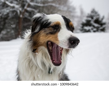 Dog Winter Yawn