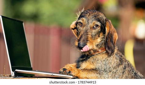 Dog, Wire-haired Dachshund With Laptop