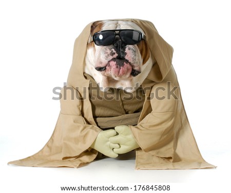 dog wisdom - english bulldog wearing munk costume isolated on white background