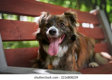 Dog without breed lies on a bench in the park - Shutterstock ID 2216808239