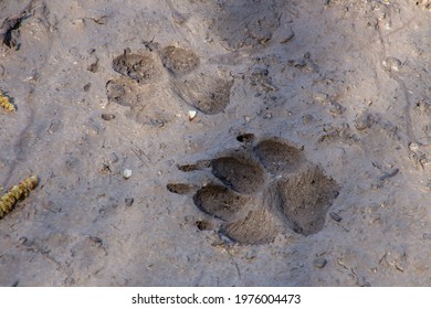 Dog Or Wolf Track In The Mud