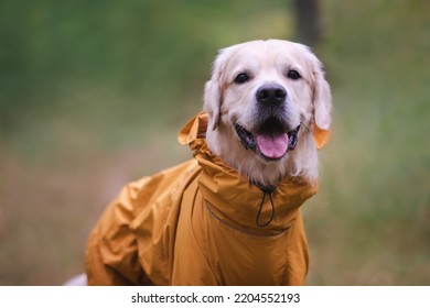 A dog in the woods in the fall. Golden Retriever in yellow raincoat walking in the park. The concept of caring for pets.