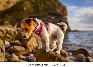 Dog At Worbarrow Bay On The Dorset Coast