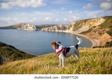 Dog At Worbarrow Bay On The Dorset Coast