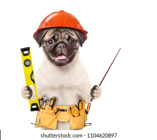 dog hard hats