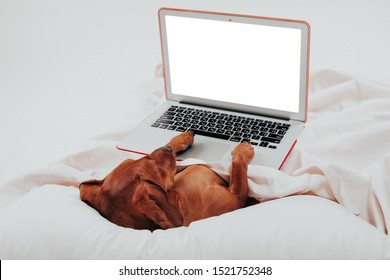 dog works on laptop. - Image.            