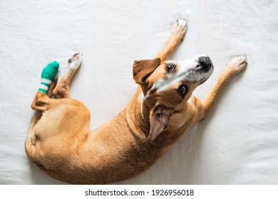 Dog With Wounded Leg In Bondage Looks At Camera. Pet Health, Injuries, Veterinary Care, Directly Above Image