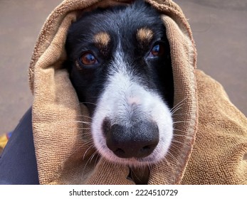 Dog Wrapped In A Beach Towel