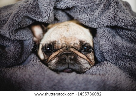 The dog wrapped in a blanket is sitting on the bed. Cute French Bulldog. 
