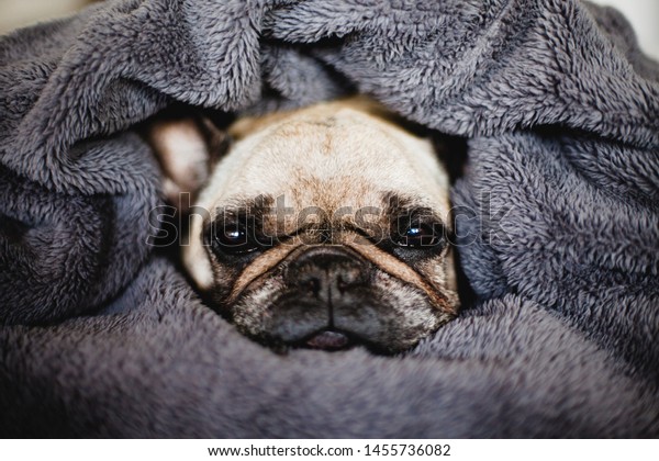 The dog wrapped in a blanket is sitting on the\
bed. Cute French Bulldog. 