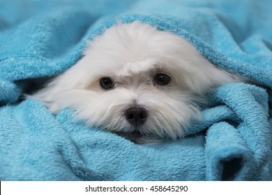 29,318 Wrapped in blanket Images, Stock Photos & Vectors | Shutterstock