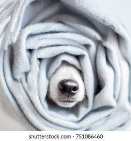 Dog Wrapped In A Scarf. Pet Warms Under A Blanket In Cold Winter Weather