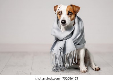 Dog Wrapped In A Scarf. Pet Warms Under A Blanket In Cold Autumn Weather