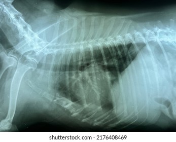 Dog X Ray Film Showing Heart Dilation.