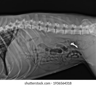 Dog X Ray. Foreign Body In Dog Colon. Two Screws In Dog Abdomen